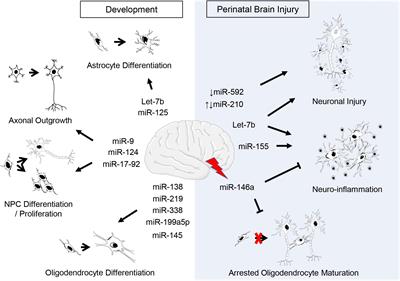 Emerging Roles of miRNAs in Brain Development and Perinatal Brain Injury